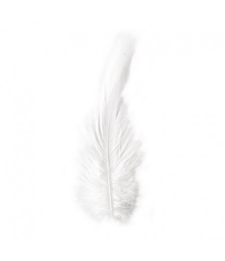 PLUMES DE COQ BLANCHES 10-15-25CM