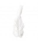 PLUMES DE COQ BLANCHES 10-15-25CM