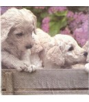 SERVIETTE 3 CHIOTS BLANCS