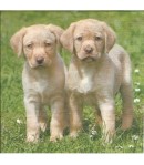 SERVIETTE LES 2 CHIOTS